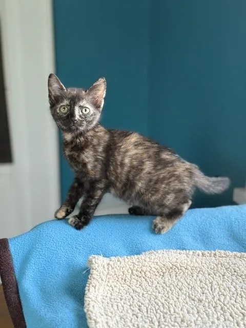 Ziggy thumbnail 3
