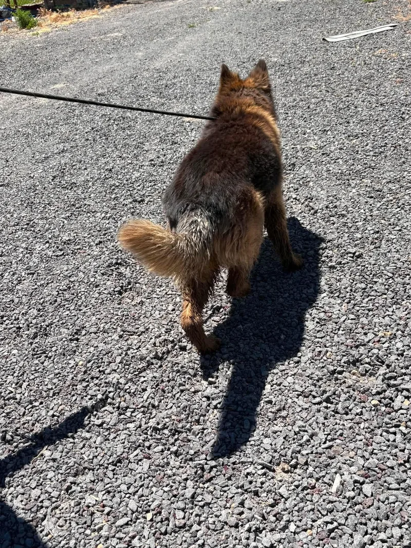 An adult large-sized male German Shepherd Dog dog named Grizz for adoption in Prineville, OR