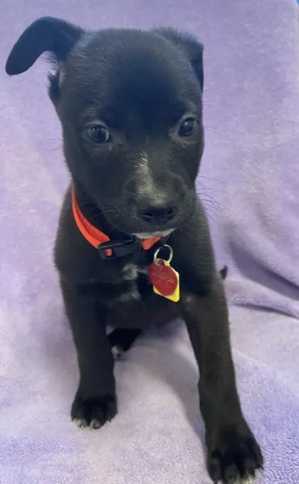 Chicken N Dumplings thumbnail 2