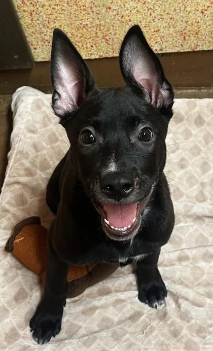 Chicken N Dumplings thumbnail 3