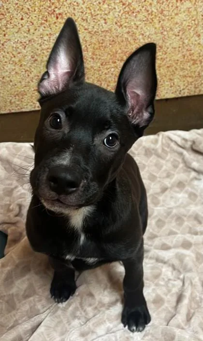 A baby medium-sized female Black Mixed Breed dog named Chicken N Dumplings for adoption in Stanwood, WA