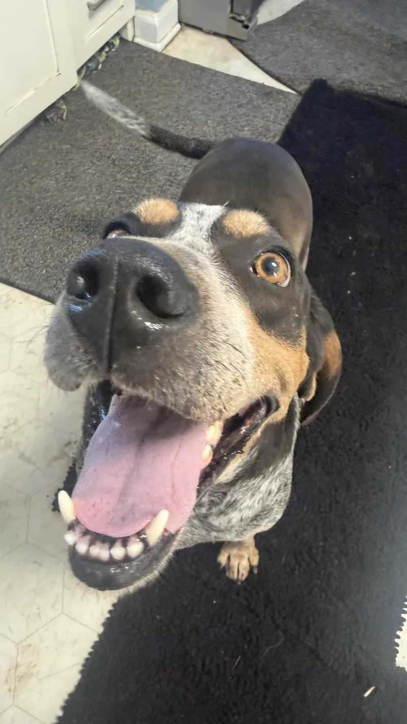 An adult large-sized female Merle (Blue) Bluetick Coonhound dog named Kate for adoption in Louisburg, KS