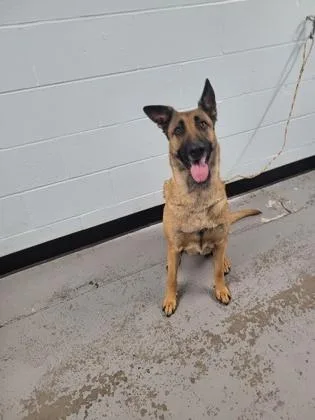 An adult large-sized female Yellow / Tan / Blond / Fawn Belgian Shepherd / Malinois dog named Aliyah for adoption in Sacramento, CA