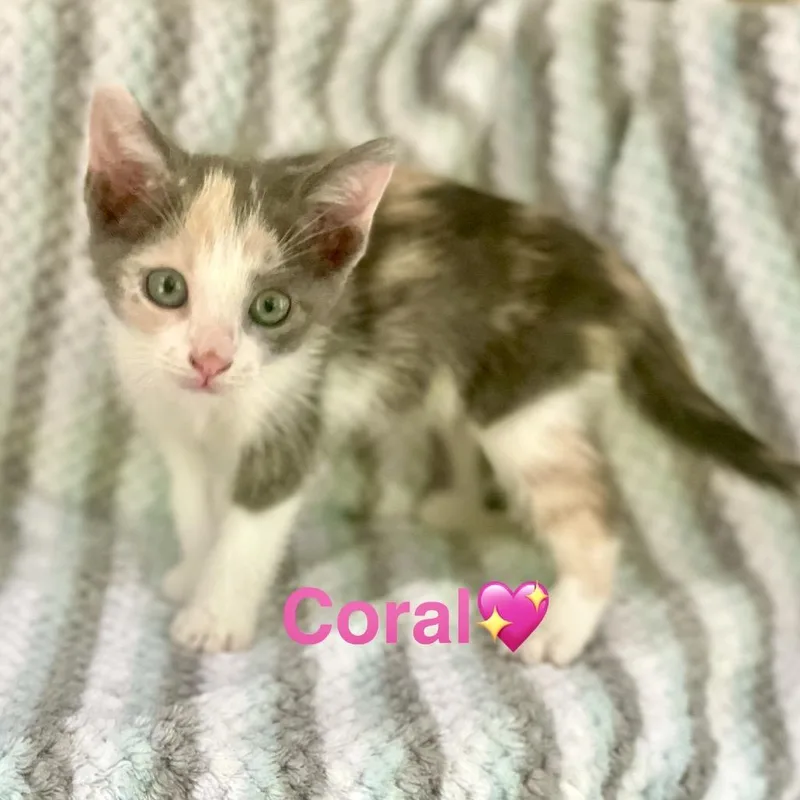 A baby small-sized female Calico Domestic Short Hair cat named Coral for adoption in Peachtree City, GA