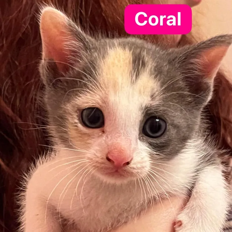 Coral thumbnail 2