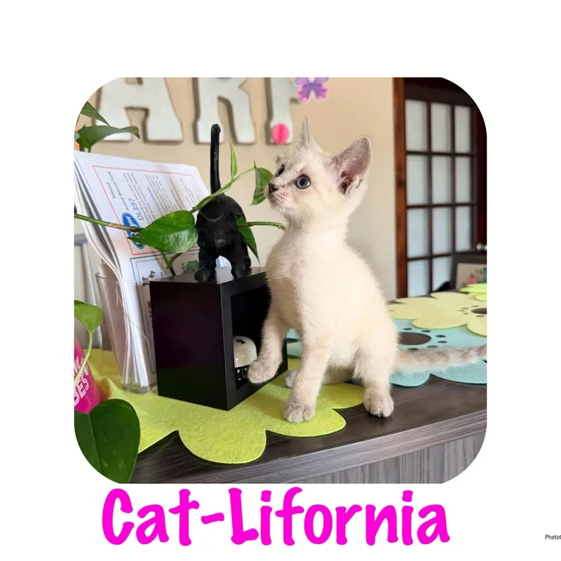 A baby small-sized female Blue Cream Domestic Short Hair cat named Catlifornia for adoption in Ashland, KY
