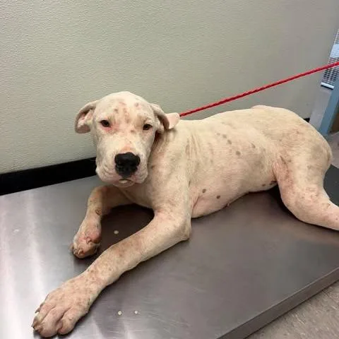 A young medium-sized male White / Cream Pit Bull Terrier dog named Duke for adoption in Bastrop, TX