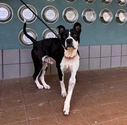 An adult medium-sized male Pit Bull Terrier dog named Reno for adoption in Honolulu, HI