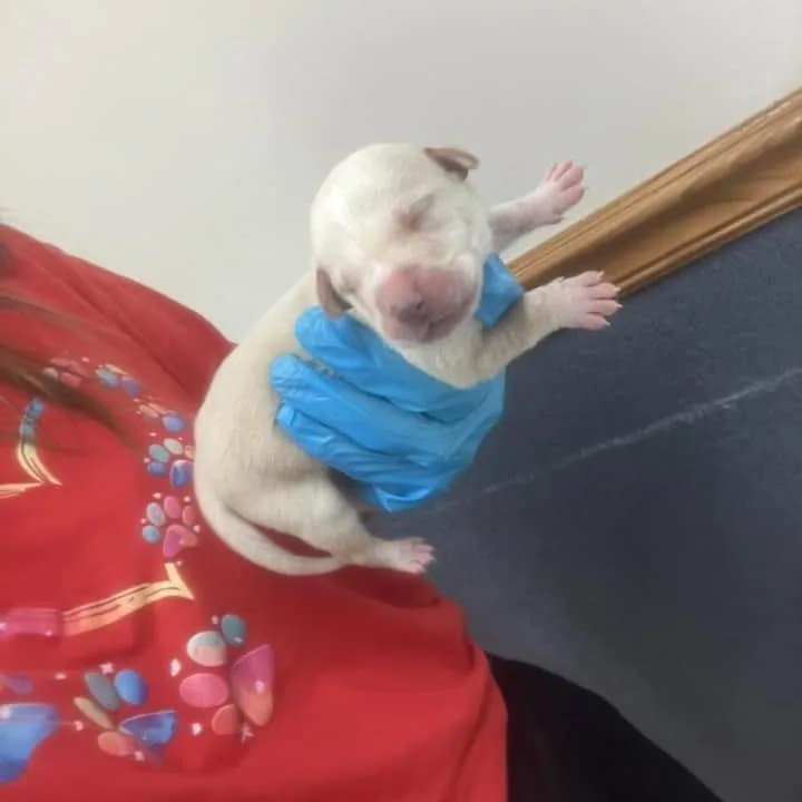 A baby small-sized male White / Cream Labrador Retriever dog named Greer for adoption in Fairfax Station, VA