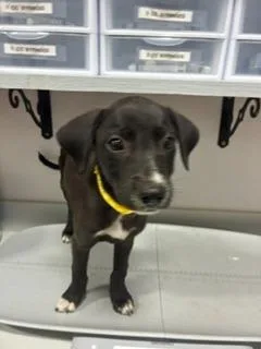 A baby small-sized female Mixed Breed dog named Piara for adoption in Denham Springs, LA