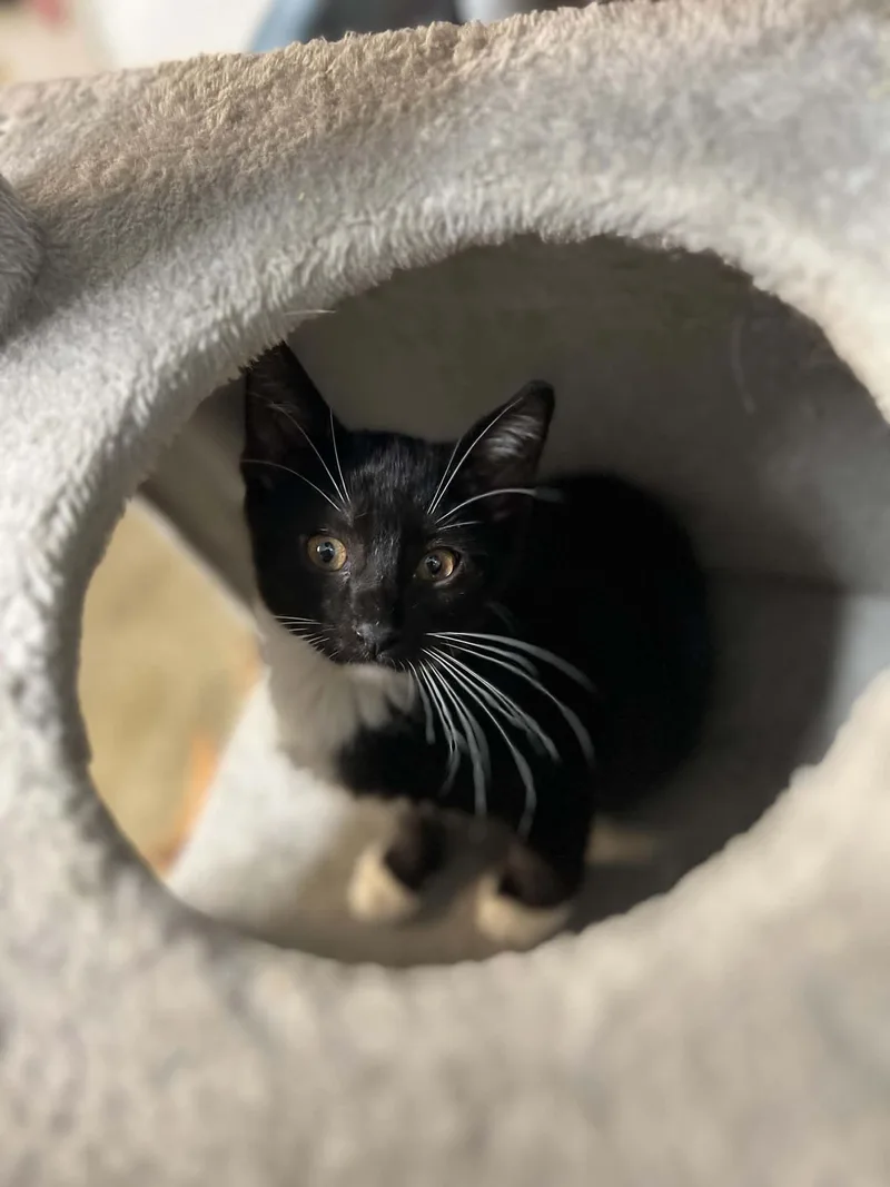 A young small-sized male Black & White / Tuxedo Domestic Short Hair cat named Inky for adoption in Calhoun, KY