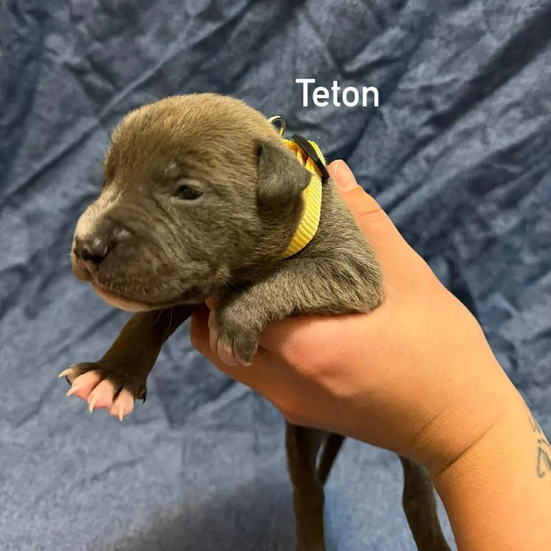 Teton