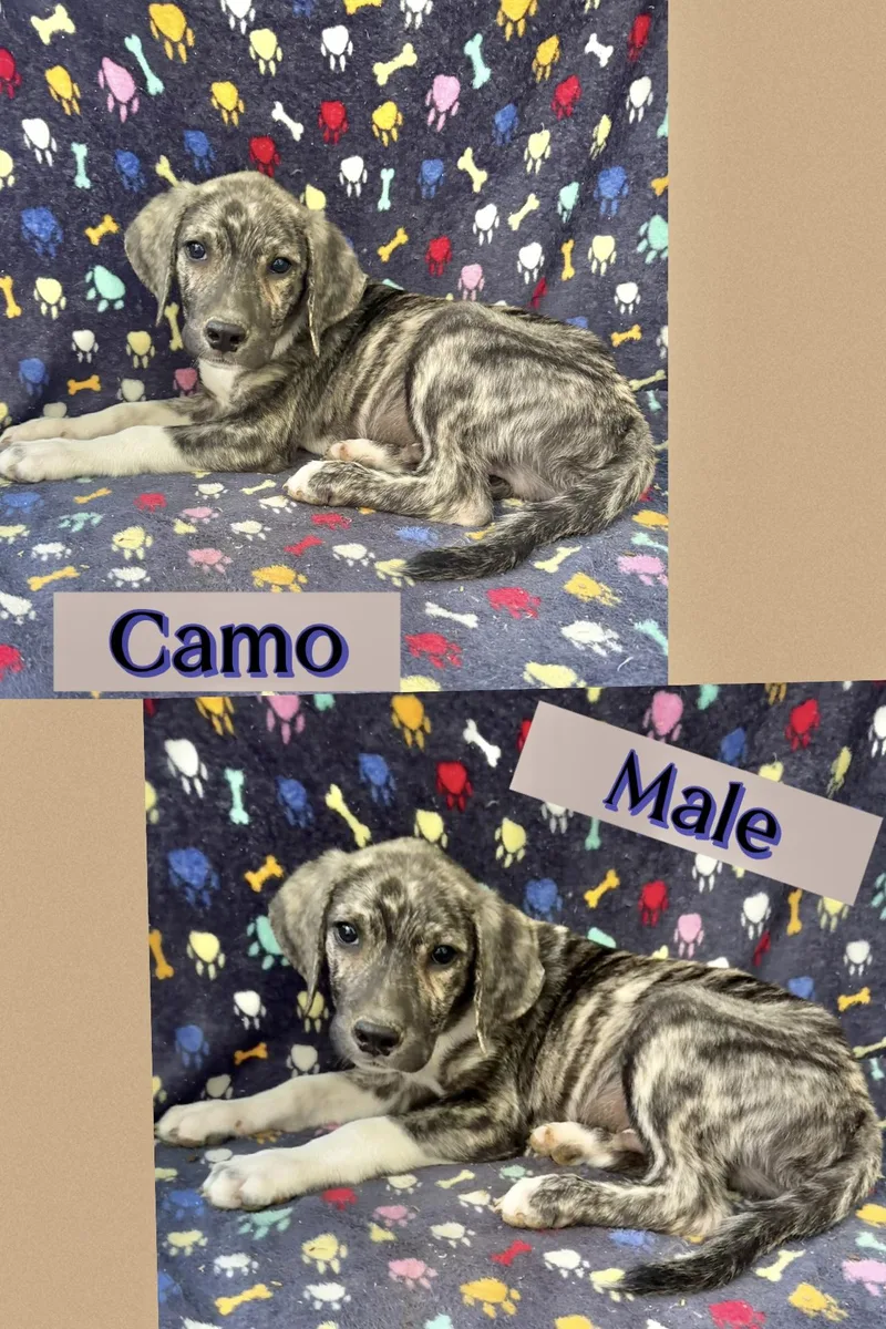Camo