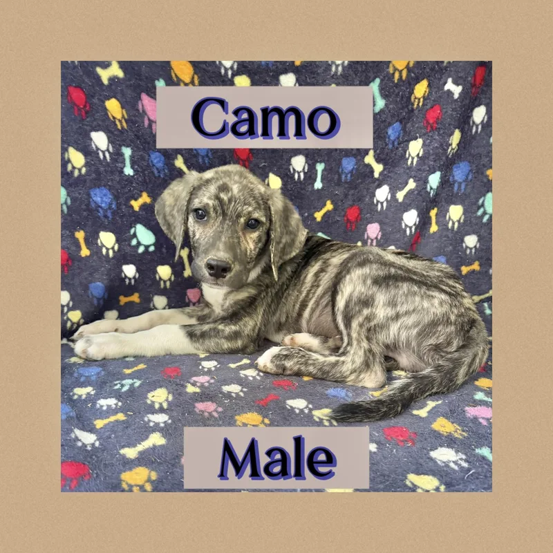 Camo thumbnail 2