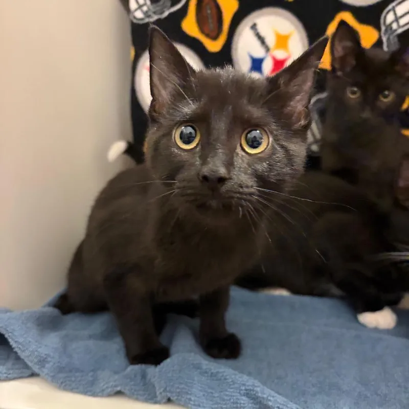 A baby small-sized female Black Domestic Short Hair cat named Dahlia for adoption in Council Bluffs, IA