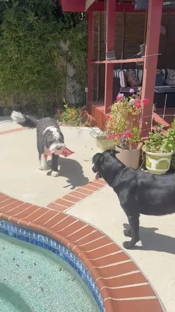 A young large-sized female Black Labrador Retriever dog named Coco for adoption in Los Angeles, CA