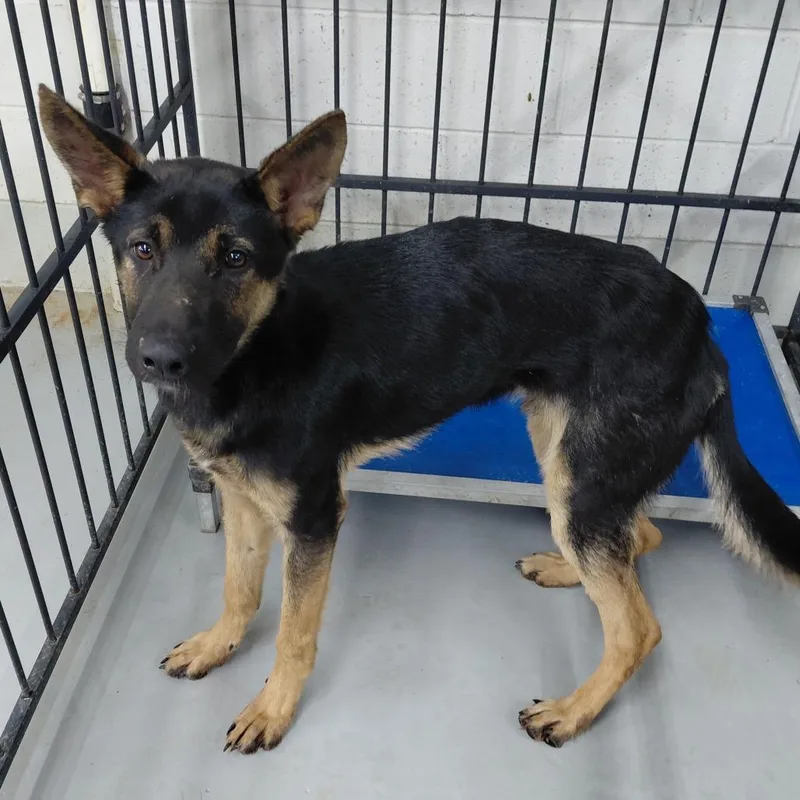 A young medium-sized male Black German Shepherd Dog dog named Rock for adoption in Henderson, KY