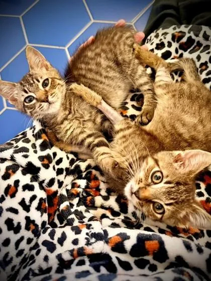 A young small-sized male Domestic Short Hair cat named a Spud for adoption in North Charleston, SC