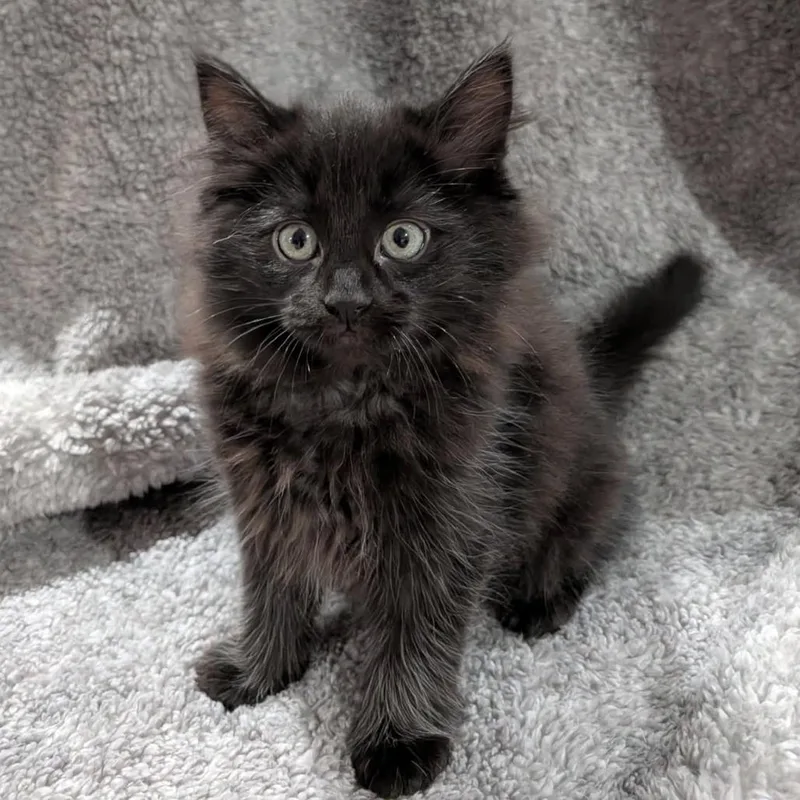 A baby small-sized female Black Domestic Medium Hair cat named Toadette for adoption in Springfield, IL