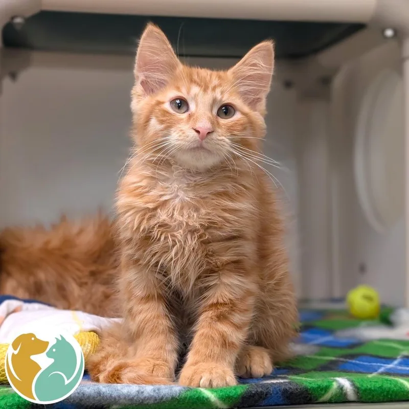 A baby small-sized male Orange / Red Domestic Medium Hair cat named Scan for adoption in Toledo, OH