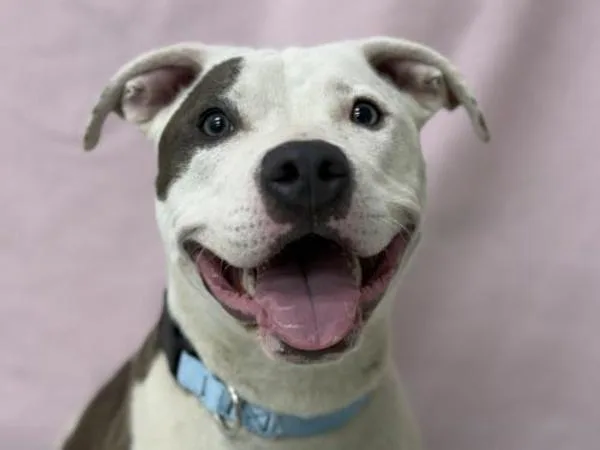 A young large-sized female Pit Bull Terrier dog named Verona for adoption in Portland, OR