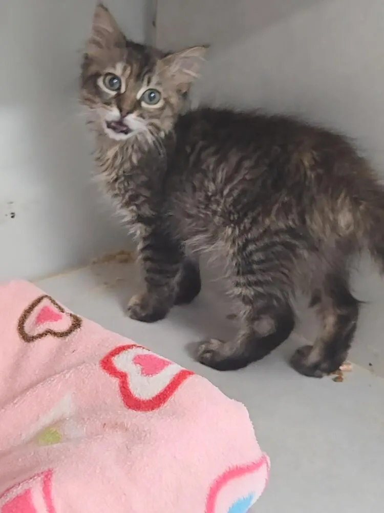 A baby small-sized female Domestic Medium Hair cat named Pennzoil for adoption in Fort Walton Beach, FL