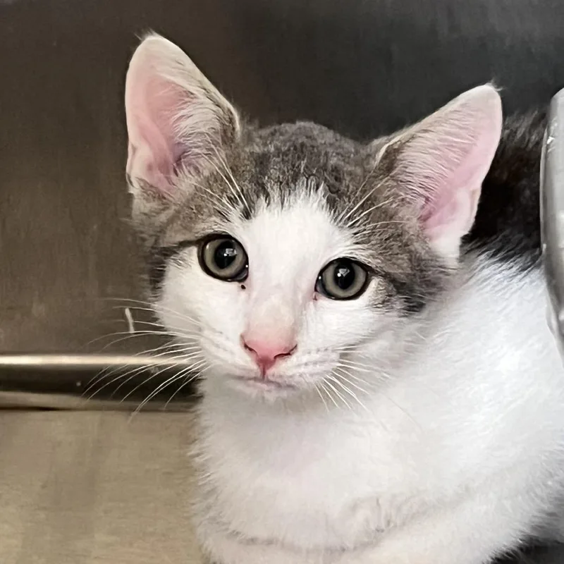 A baby small-sized male White Domestic Short Hair cat named Vitton for adoption in Calverton, NY