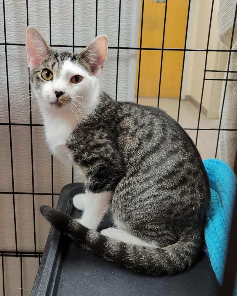 A baby medium-sized female Domestic Short Hair cat named Teela for adoption in Portage, WI