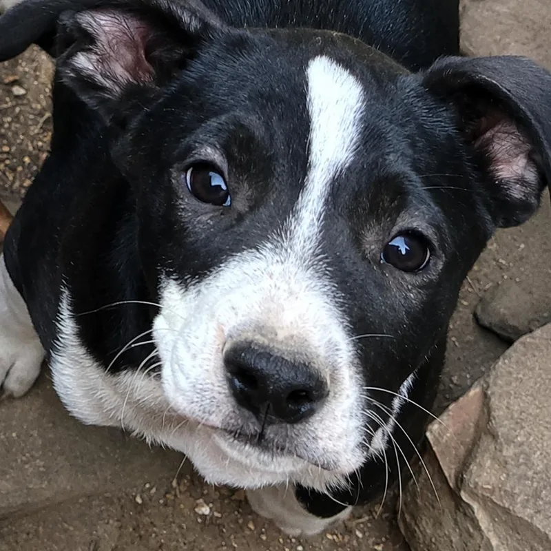 A baby medium-sized male Beagle dog named Sullivan for adoption in Rogersville, MO