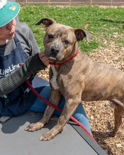 An adult large-sized male Mixed Breed dog named Glenex for adoption in Chamblee, GA