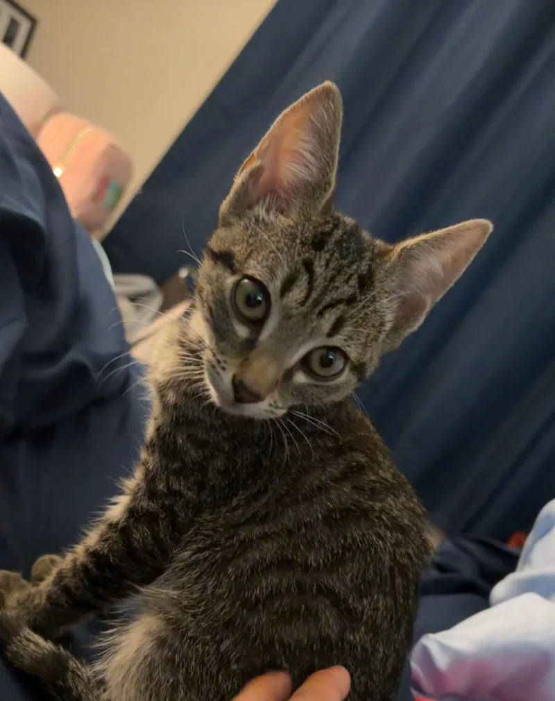 A baby small-sized male Tabby (Brown / Chocolate) Domestic Short Hair cat named Rex for adoption in Statesboro, GA