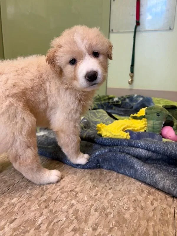 A young medium-sized male White / Cream Mixed Breed dog named Mozzarella for adoption in Warren, PA