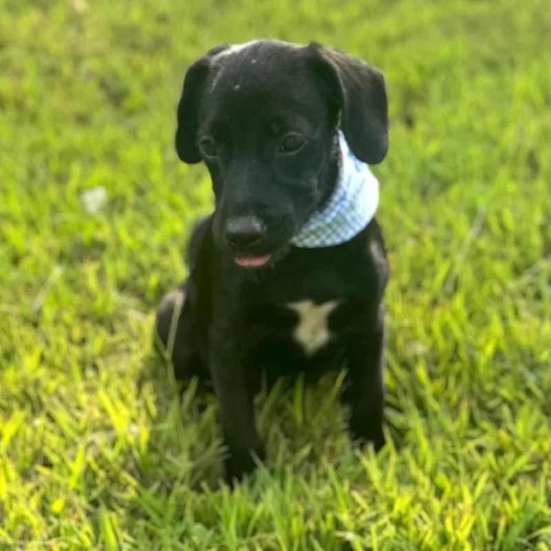 A baby small-sized male Pug dog named Wes for adoption in Cordova, TN