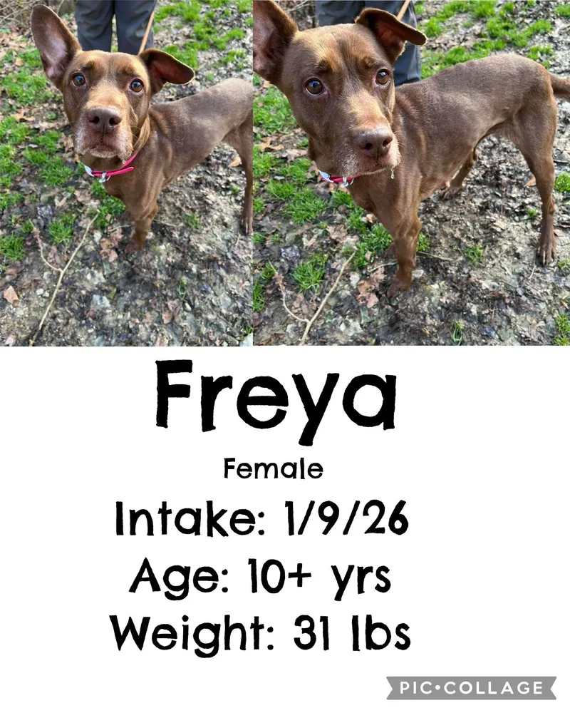 Freya