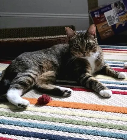 A young medium-sized male Domestic Short Hair cat named EdwardEmmet  Bonded Pair for adoption in East Brookfield, MA
