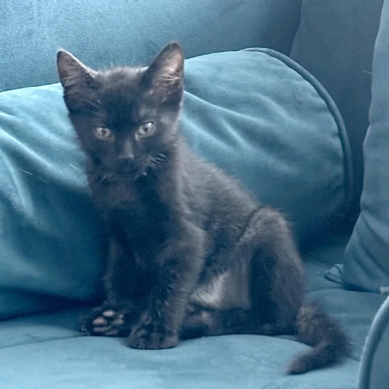 A baby small-sized male Black Domestic Short Hair cat named Spider Monkey for adoption in Austin, TX