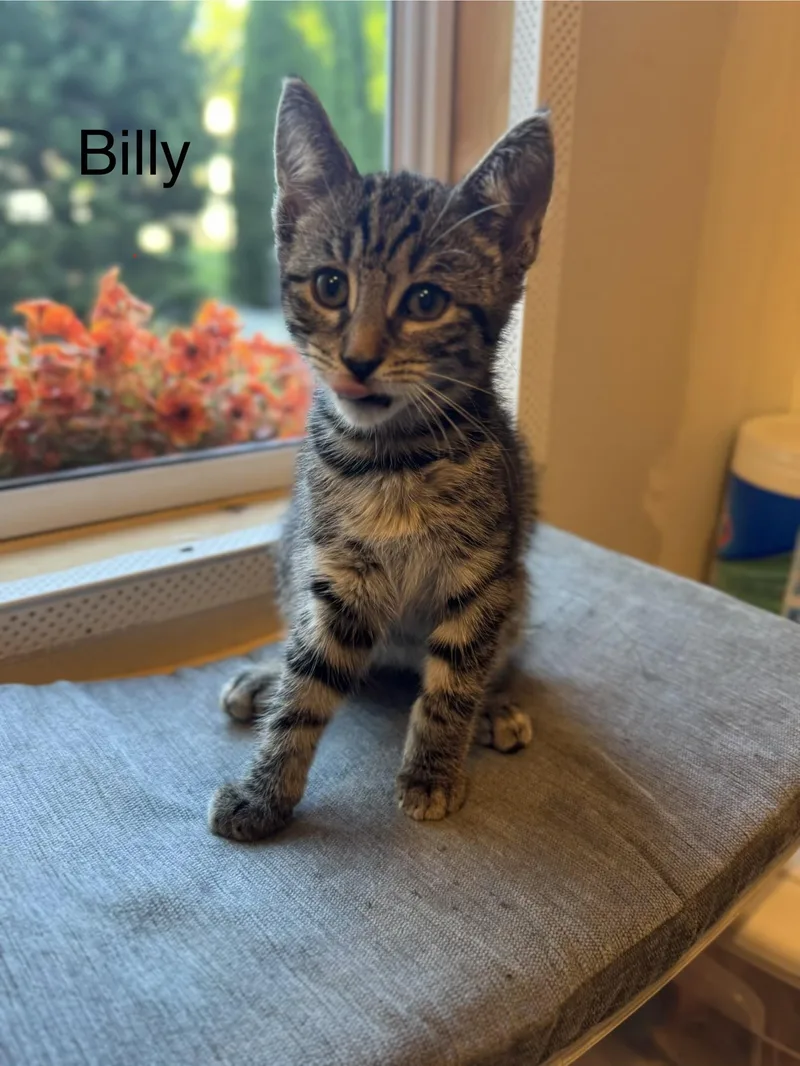 A baby small-sized male Tabby (Brown / Chocolate) Domestic Short Hair cat named Billy for adoption in Syosset, NY