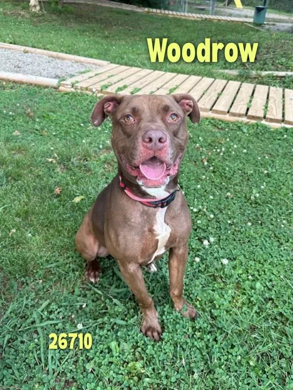 An adult large-sized male Pit Bull Terrier dog named Woodrow for adoption in Oak Ridge, TN