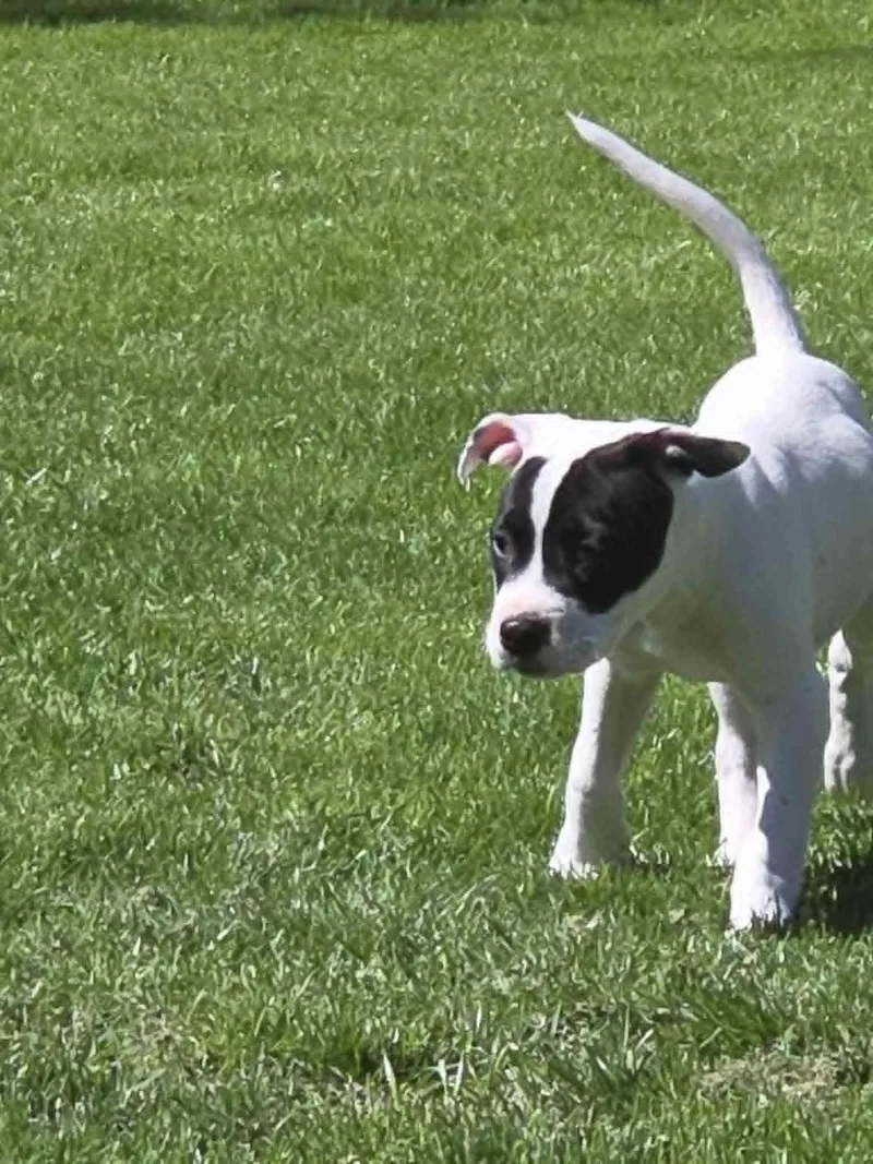 A baby medium-sized male White / Cream American Staffordshire Terrier dog named Forrest for adoption in Clay, NY