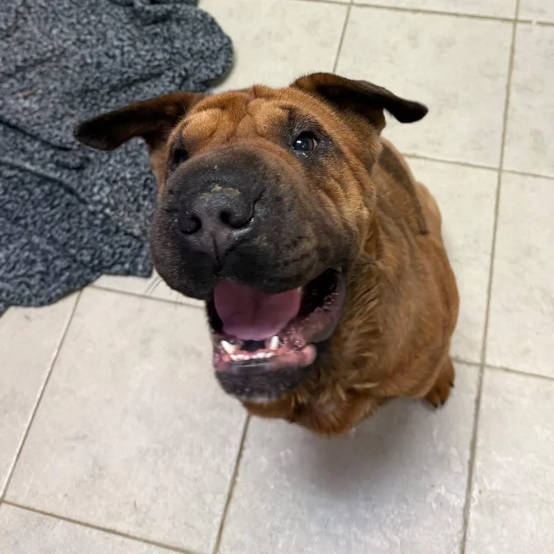 An adult medium-sized female Brown / Chocolate Mixed Breed dog named Cartier for adoption in Columbus, GA