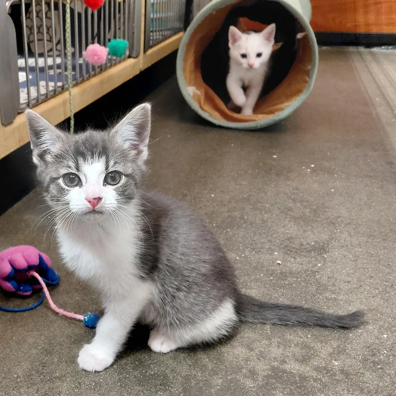 A baby medium-sized female Tabby (Gray / Blue / Silver) American Shorthair cat named Venus for adoption in Marvin, NC