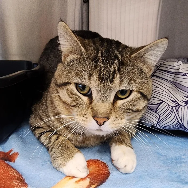 An adult large-sized male Gray / Blue / Silver Domestic Short Hair cat named Chubby Checker for adoption in Dixon, IL