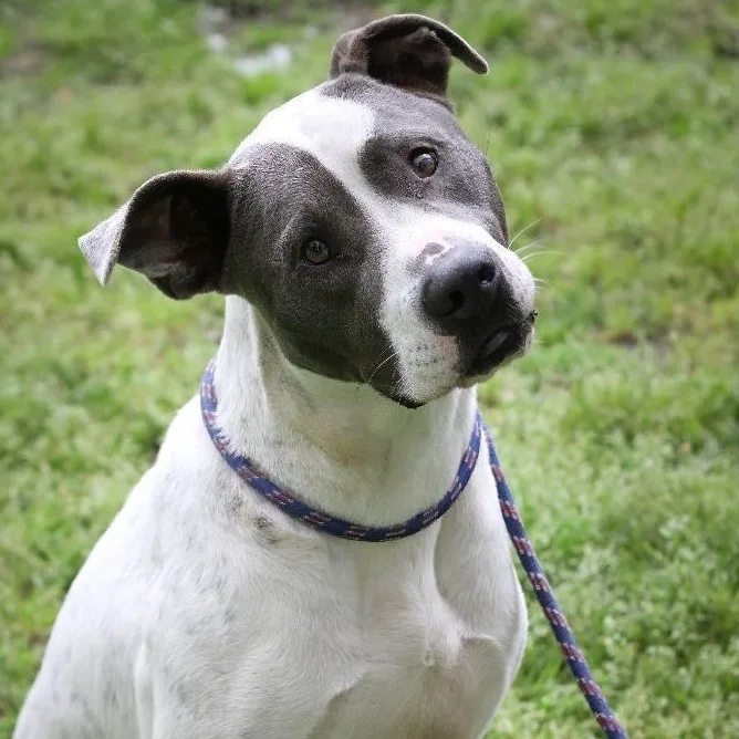 An adult large-sized male Gray / Blue / Silver American Staffordshire Terrier dog named Frost for adoption in Magnolia, TX