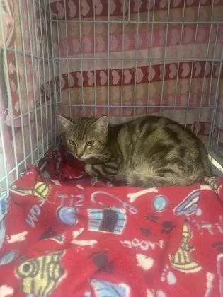 An adult small-sized male Domestic Short Hair cat named Bodega for adoption in Gainesville, FL