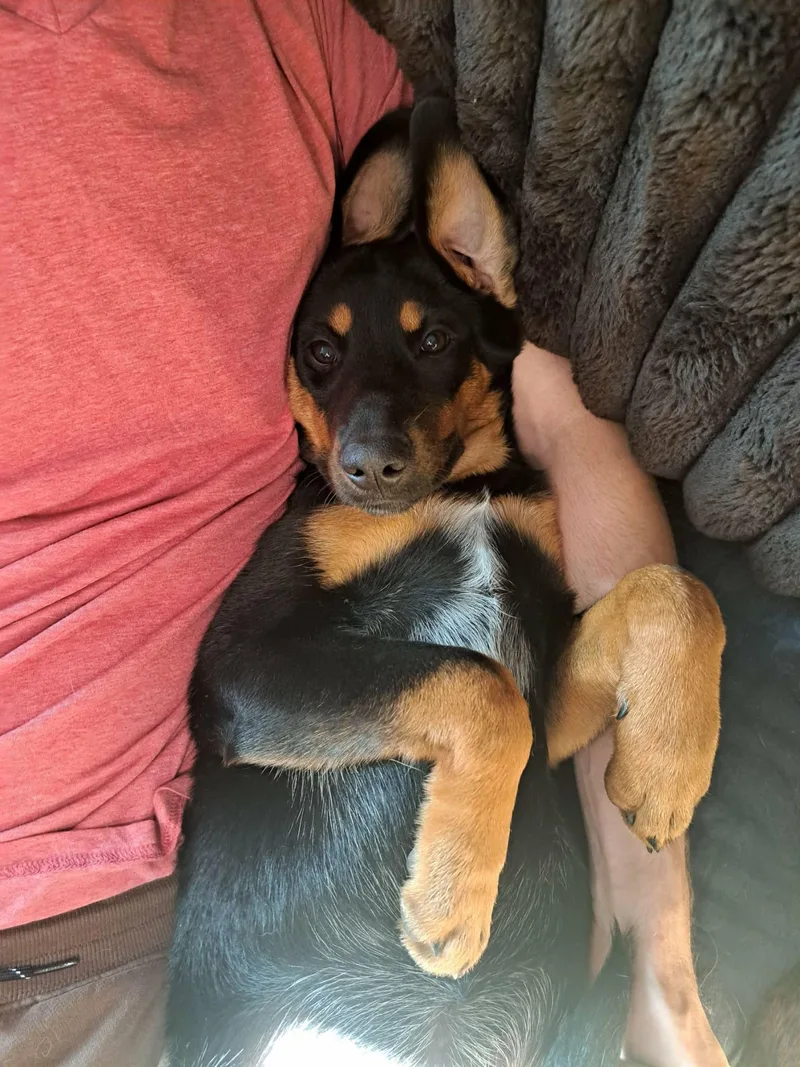 A baby large-sized female Doberman Pinscher dog named Mila for adoption in Grand Rapids, MI