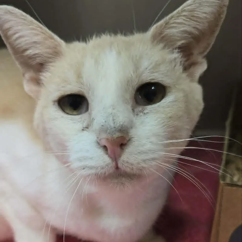 An adult medium-sized female Buff & White Domestic Short Hair cat named Dottie for adoption in Orange, VA