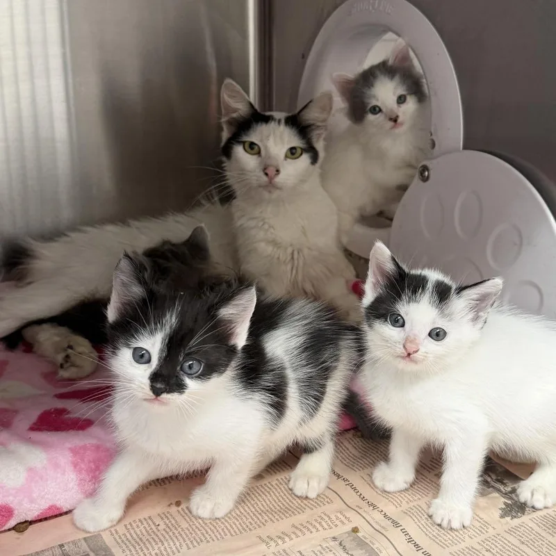 A baby small-sized female White Domestic Medium Hair cat named Swirl for adoption in Los Angeles, CA