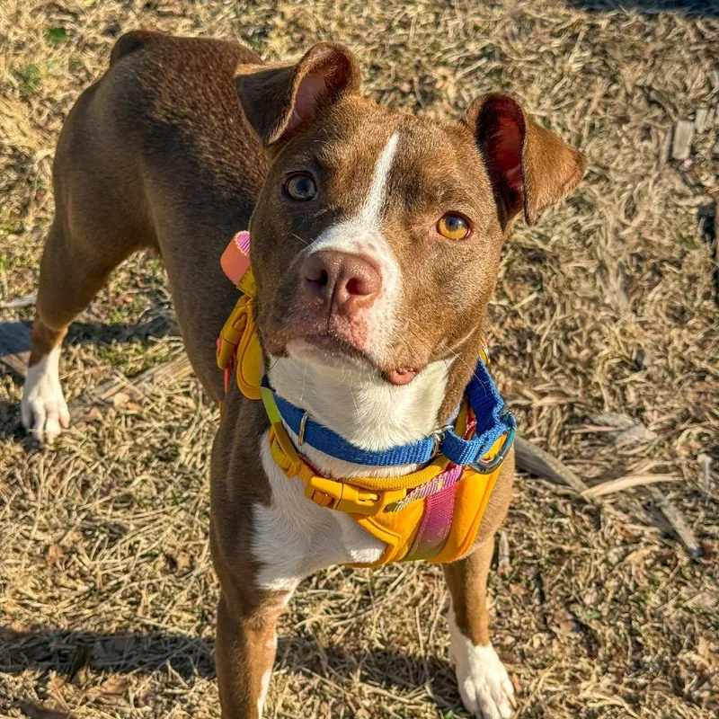A young small-sized female Brown / Chocolate Mixed Breed dog named Purple Pizzazz for adoption in Baltimore, MD