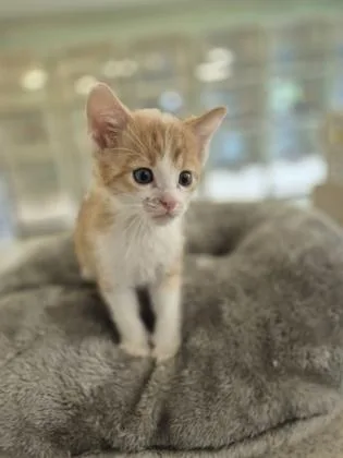 A young small-sized male Domestic Short Hair cat named Spoon for adoption in Columbus, IN