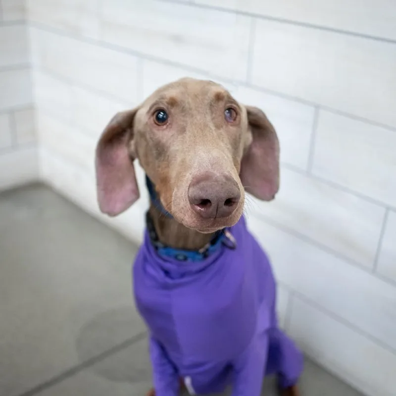 A young medium-sized male Doberman Pinscher dog named Sir Elmer Fudd for adoption in West Jordan, UT